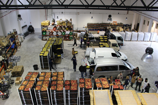 20 toneladas de fruta para instituições