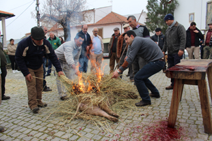 Castro Vicente recria tradição da matança do porco