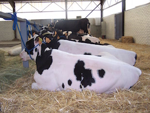 Produtores de leite são cada vez menos