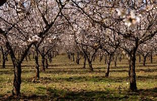 Torre de Moncorvo prepara Amendoeiras em Flor
