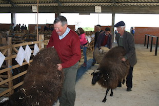 Malhadas vai ter mercado de gado intracomunitário