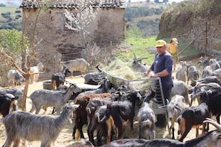 Rebanho de cabras atacado por cães vadios em Bragança