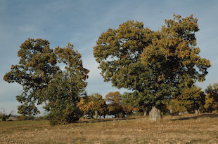 Falta de regulamentação atrasa candidatura de apoio aos soutos