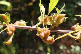 Vespa das galhas do castanheiro detectada em Parada