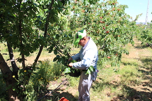 Alfândega da Fé avança para a certificação da cereja