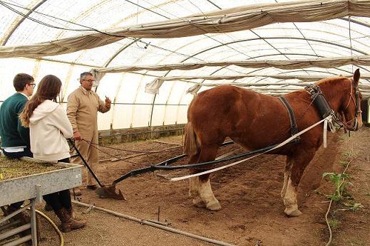 Tracção Animal: método alternativo e complementar
