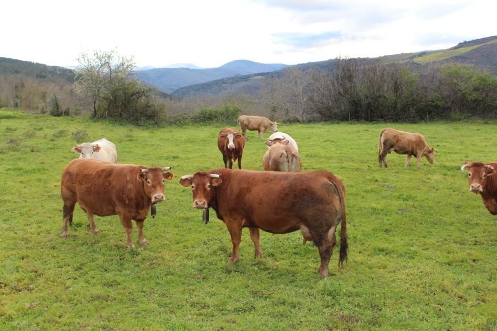 Bovinos: o declínio de um sector com potencial em Trás-os-Montes