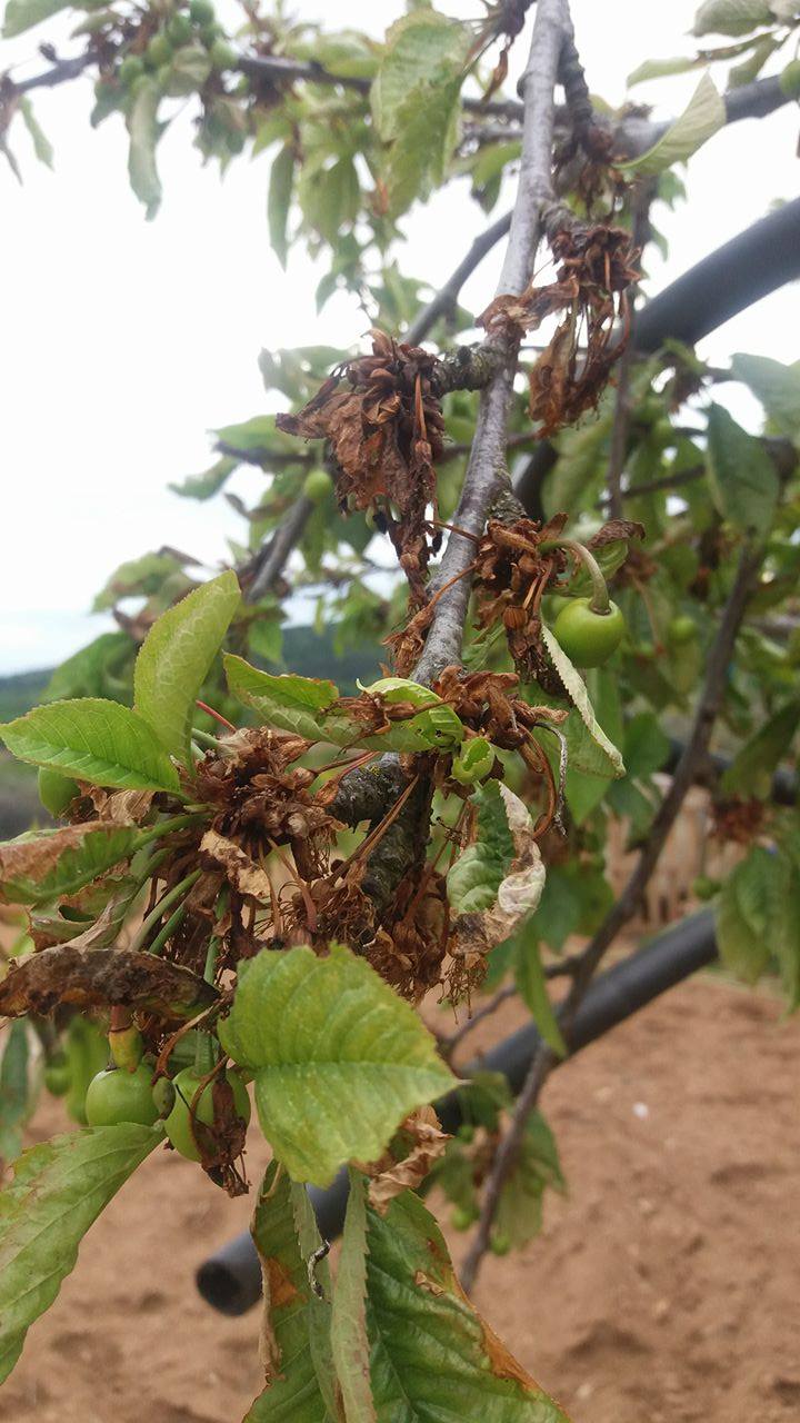 Produção de cereja com grande quebra na região