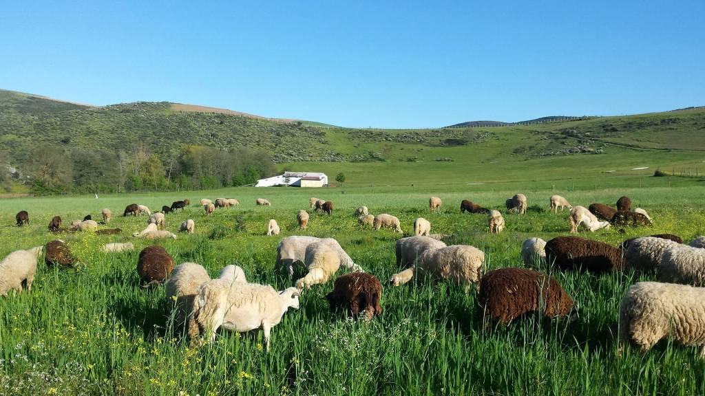 Suspensão do Sistema de Recolha de Cadáveres de Animais preocupa agricultores e ambientalistas