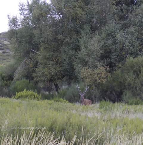 A brama dos veados no Parque Natural de Montesinho
