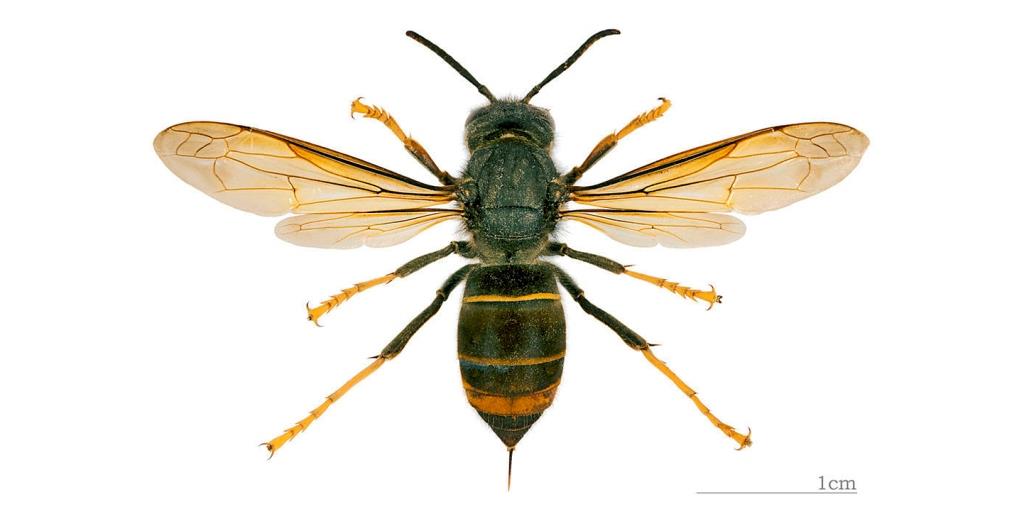 Presidente da FNAP quer mais financiamento para combater vespa asiática