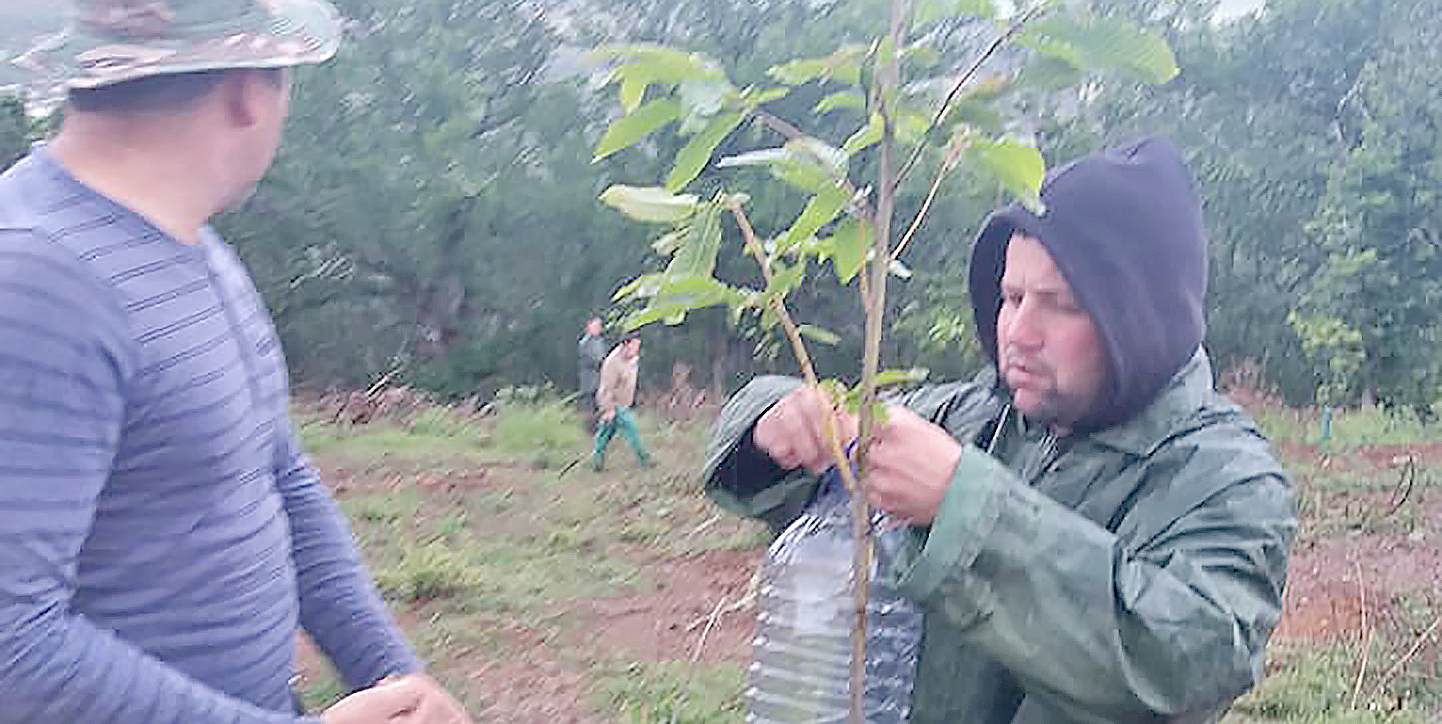 PSD quer que governo decrete calamidade pública por causa da vespa do castanheiro