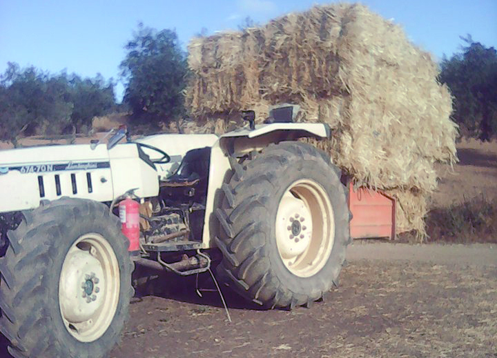 Fardos de palha (pacotes de bolacha baunilha)