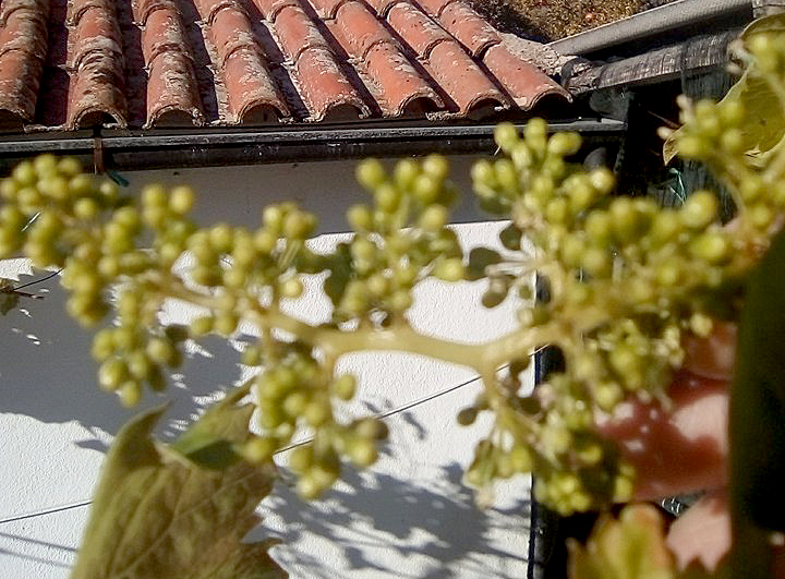 O tempo traz a agricultura baralhada