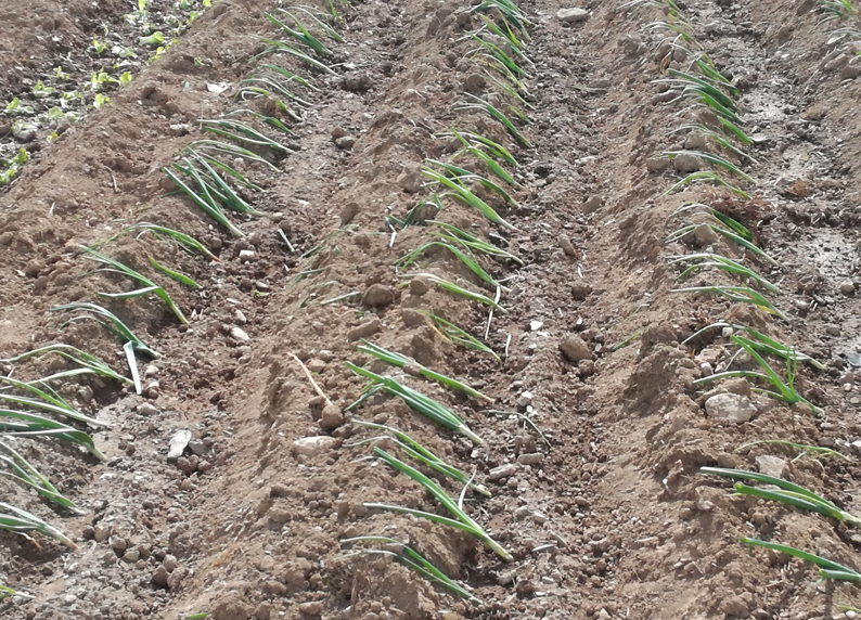 “Já tenho a horta posta!”