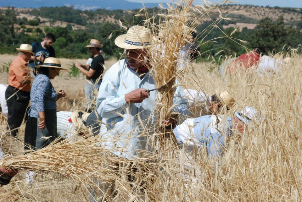 Festival Lombada apresenta o ciclo do pão