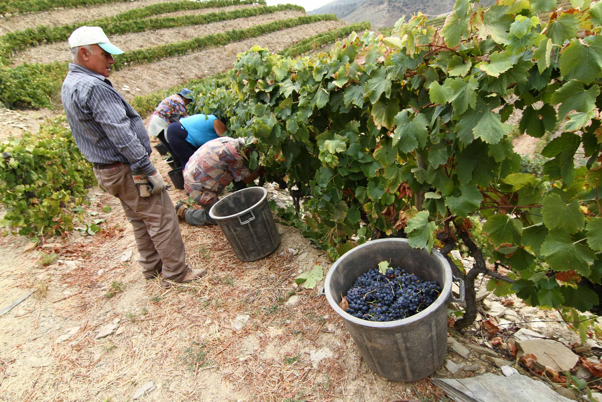 Produção de vinho no Douro deverá rondar as 230 mil pipas