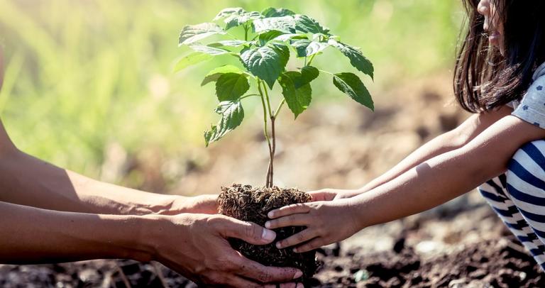 Plantar árvores autóctones para aumentar resiliência aos incêndios