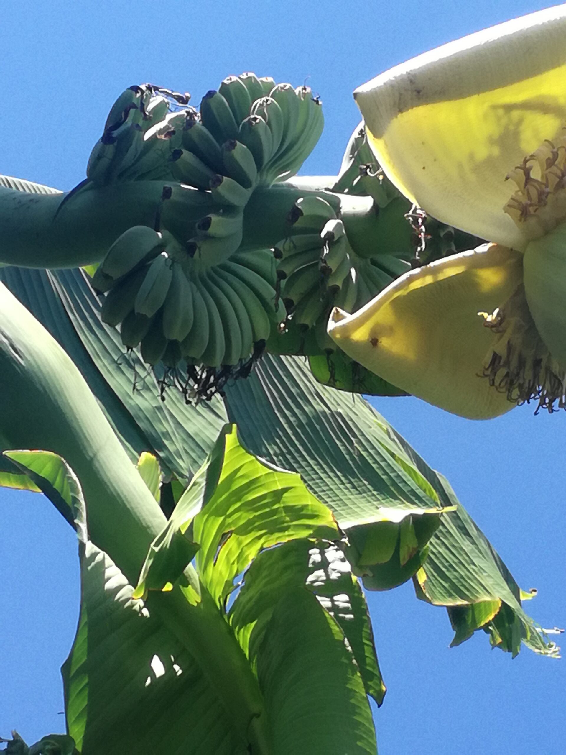 Também há bananas em Bragança