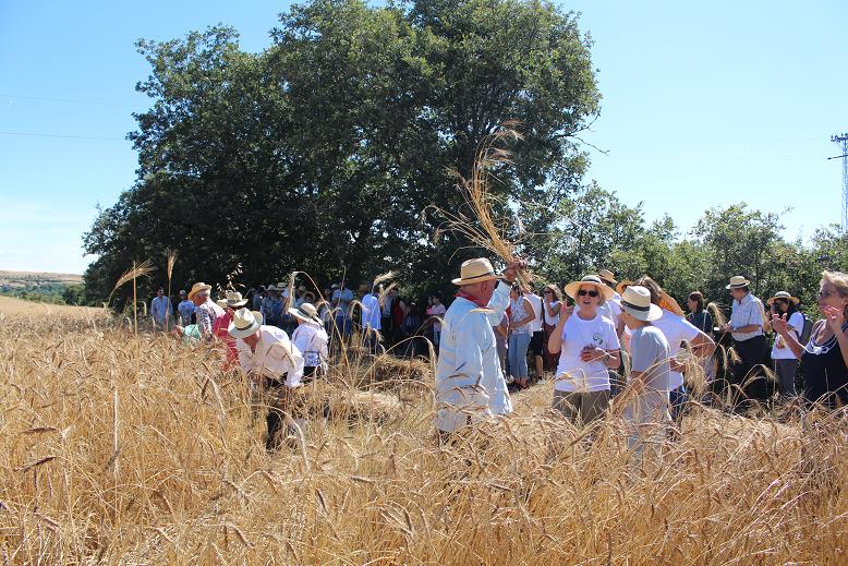 Festival de Música e Tradição da Lombada relembra e recria o ciclo pão