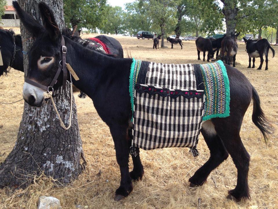 Prevenir incêndios é a nova tarefa do burro mirandês