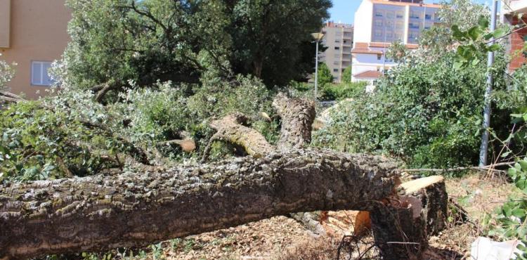 Sobreiros cortados ilegalmente em Bragança