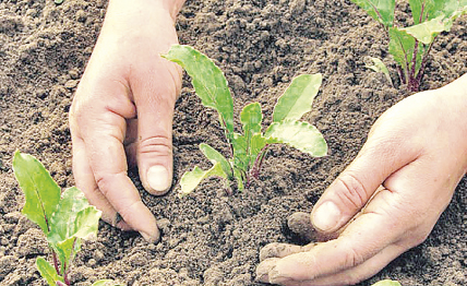 Agricultores familiares vão ter mais apoios e fornecer instituições do Estado
