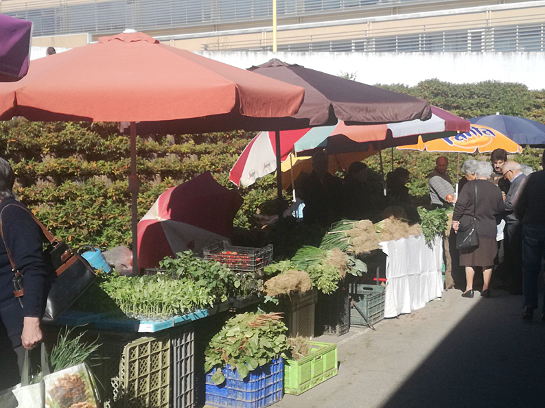 Continua a tradição de comprar bom renovo na Feira das Cantarinhas