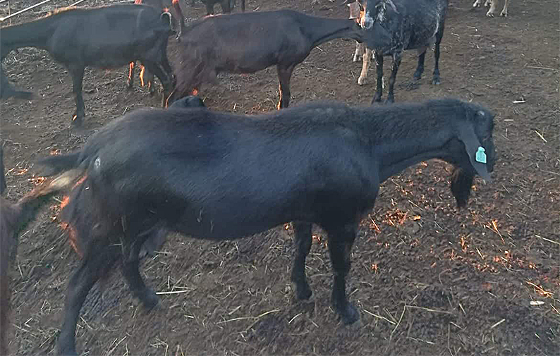 Histórias de cabras e do bom queijo