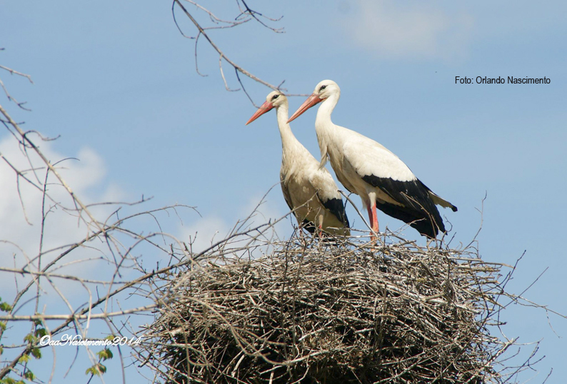 Fantasia e realidade sobre as cegonhas