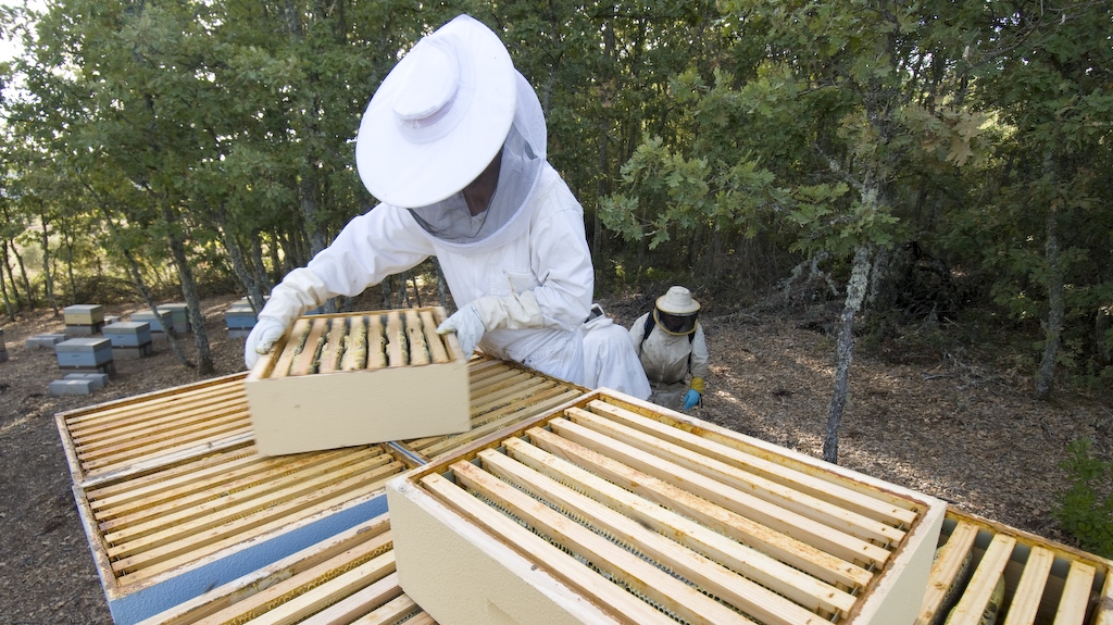Apicultores com prejuízos de 30% devido à vespa asiática e à varrose