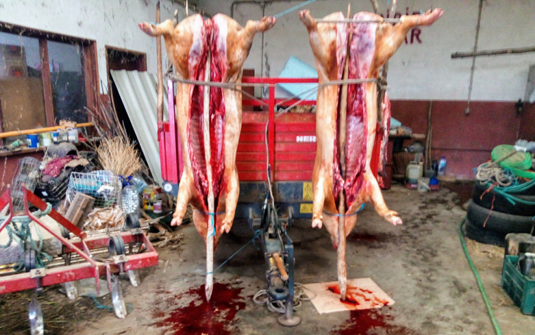 Tempo frio é bom para as matanças