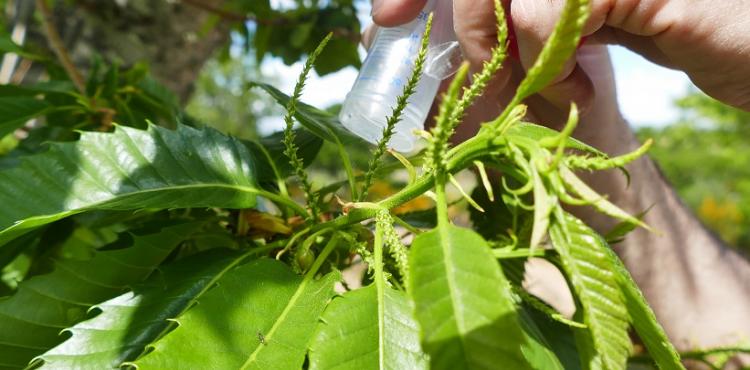 Bragança e Macedo aumentam largadas de combate à vespa do castanheiro