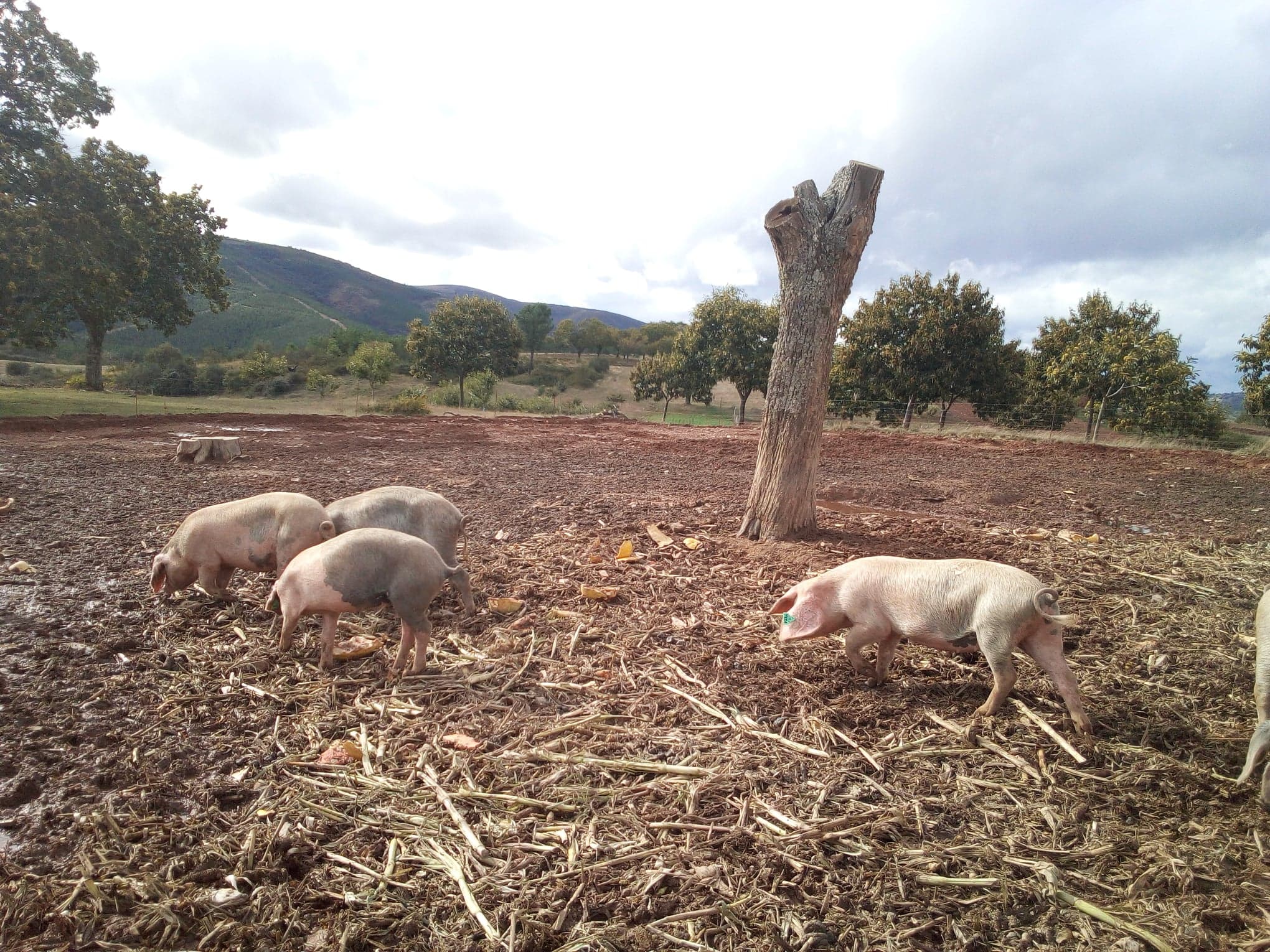 Produtores de Raça Bísara dizem-se excluídos de apoio à carne de suínos