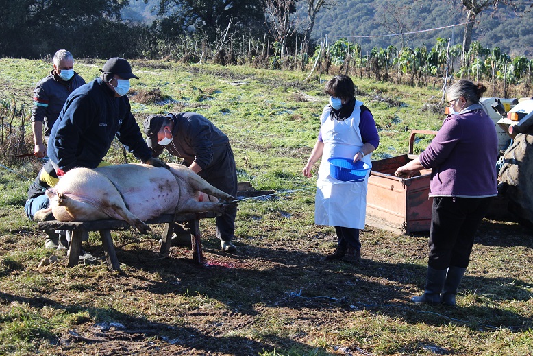 Só resta uma casa na aldeia de Alimonde onde o porco ainda é um dos sustentos