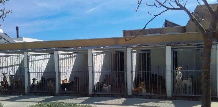 Canil intermunicipal da Terra Quente com capacidade de receber o dobro dos animais