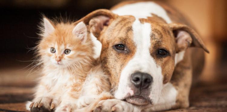 Associações de municípios do distrito apostam em campanha para esterilização gratuita de animais