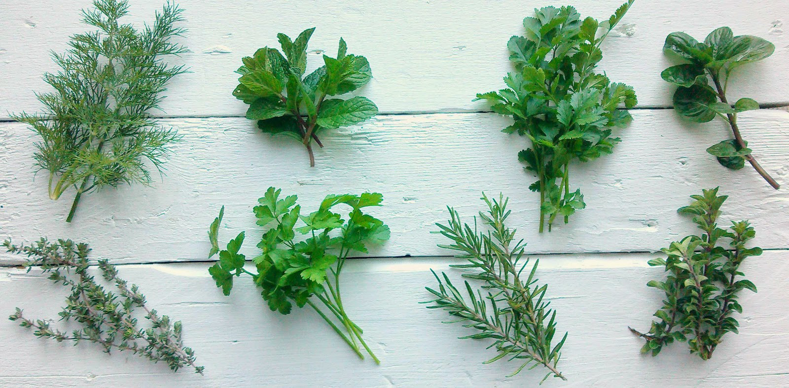 Ervas aromáticas: reduza o sal e adicione sabor aos alimentos