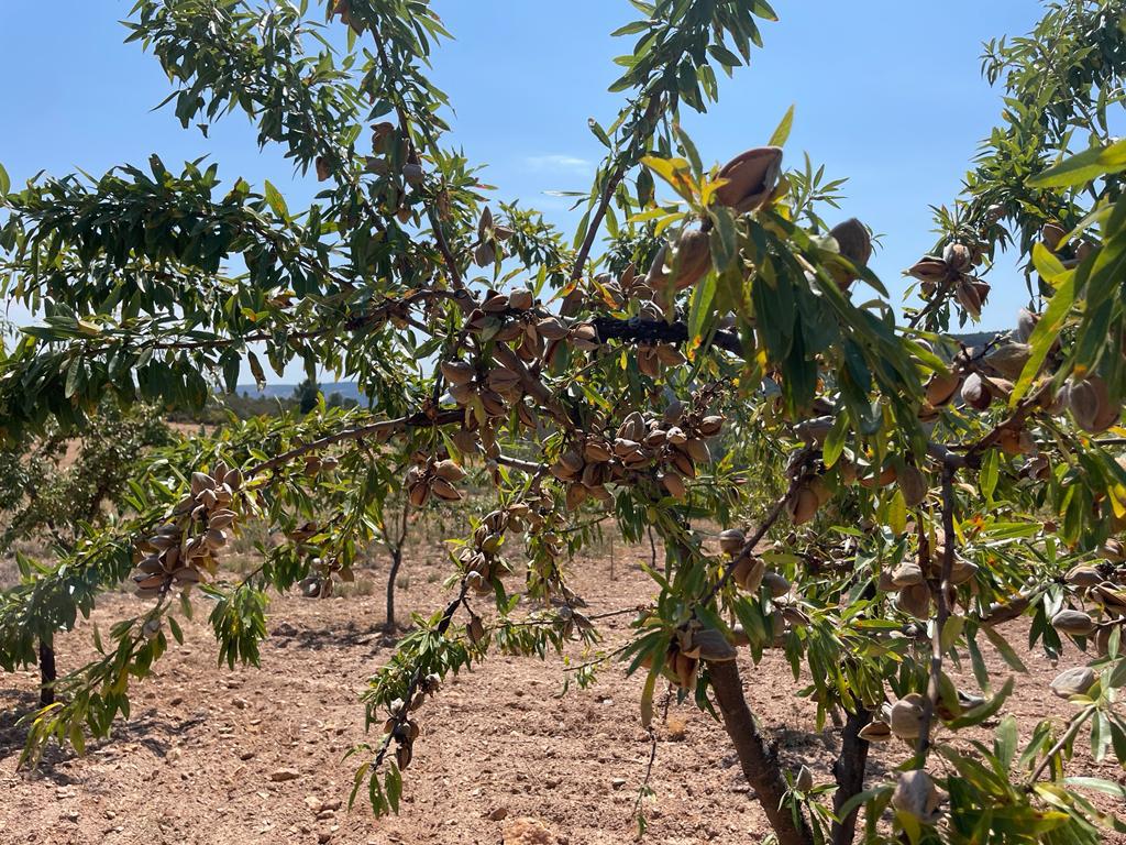 Produtores de amêndoa preocupados com quebras de 50%
