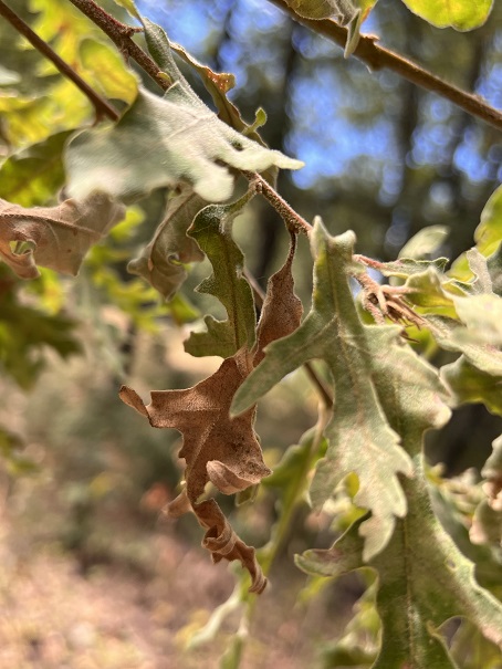 Seca está a fazer culturas subir em altitude