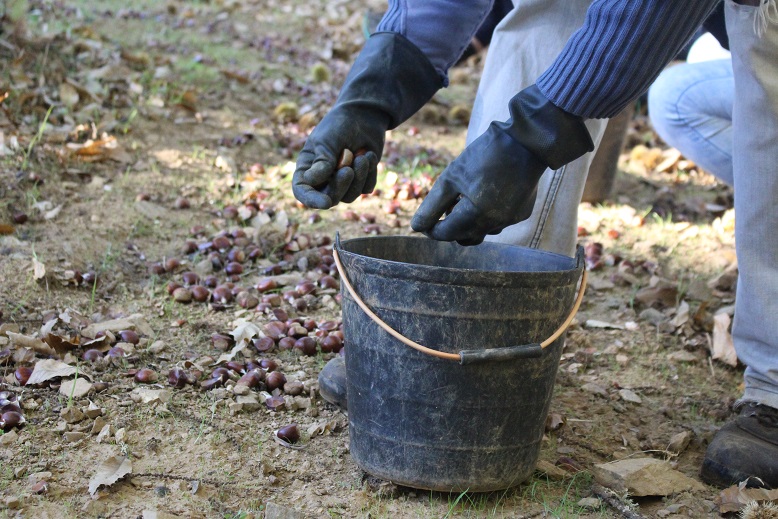 “Há soutos que davam 10 sacas de castanhas e este ano deram um balde”
