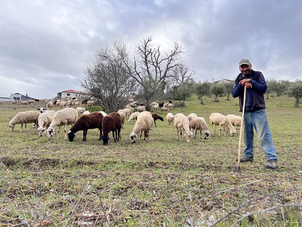 Criadores queixam-se que o preço a que vendem os animais não dá para os gastos