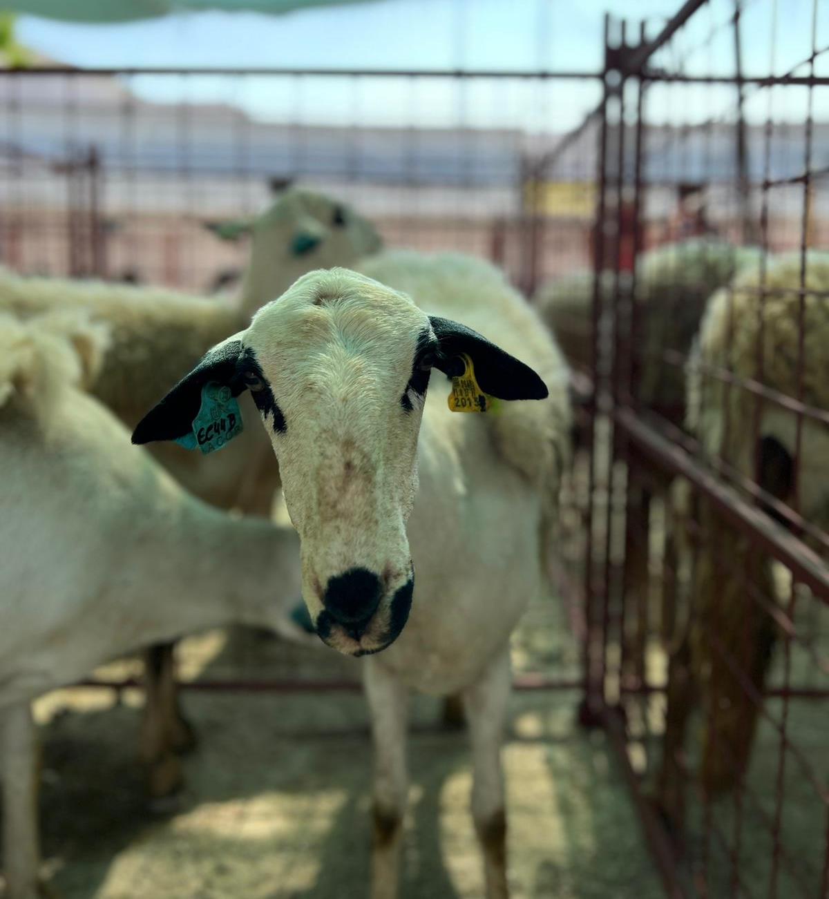 Sem comida e já sem reservas criadores da região são obrigados a vender os animais