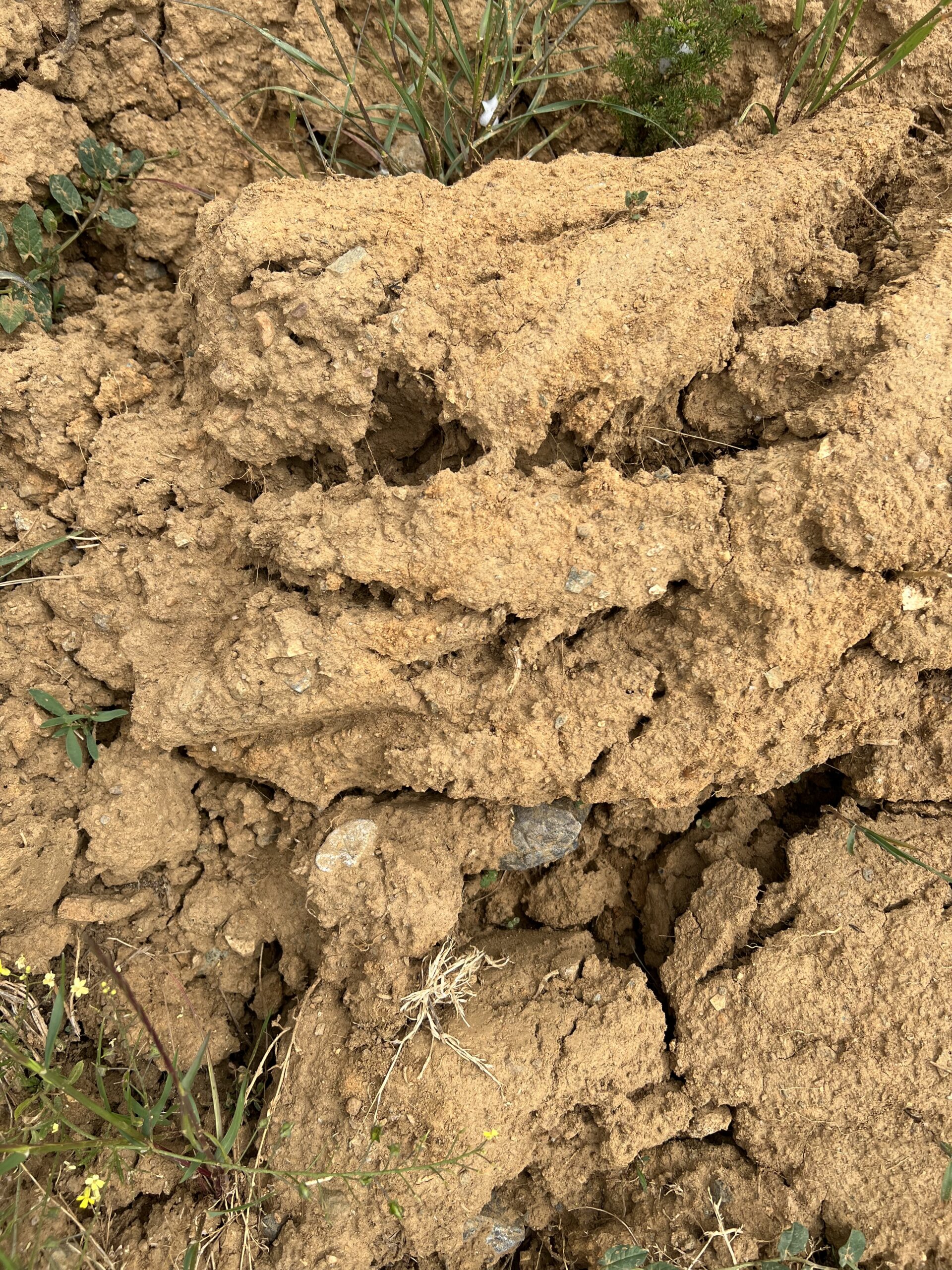 Maio quente e sem chuva volta a ditar ano preocupante para as culturas agrícolas do distrito