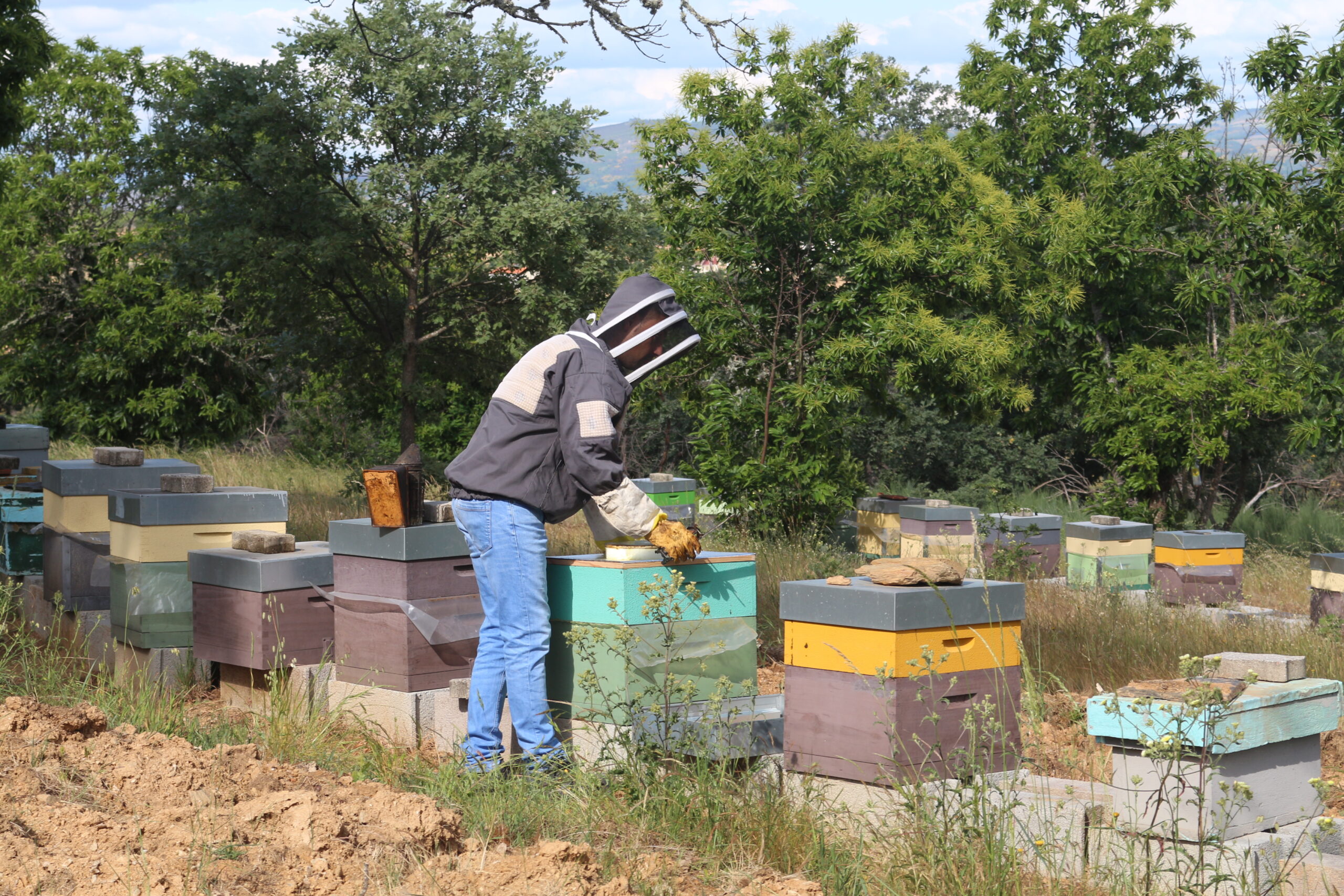 Apicultura atravessa pior ano de sempre e desespera por apoio do Governo
