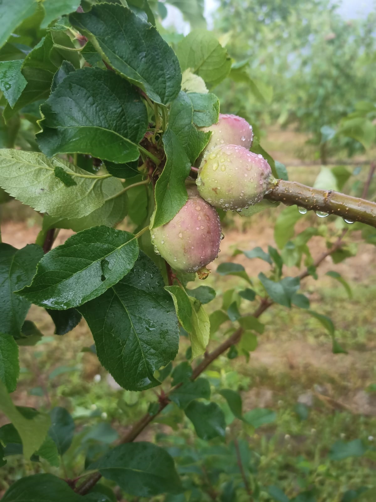 60% da produção de maçã foi afectada pela tempestade de granizo em Carrazeda de Ansiães