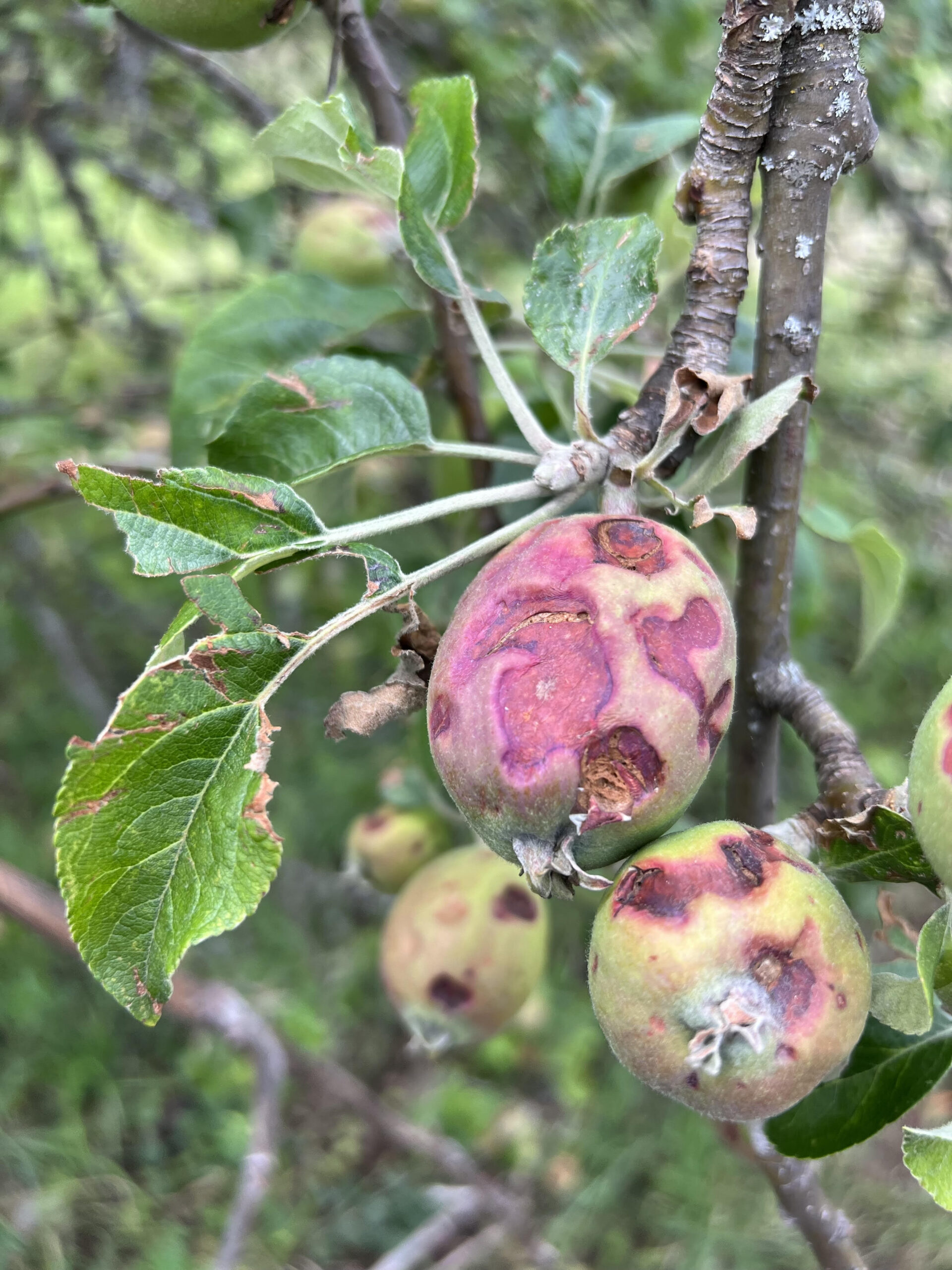 CAP pede apoios urgentes para os agricultores que viram culturas devastadas pelo mau tempo