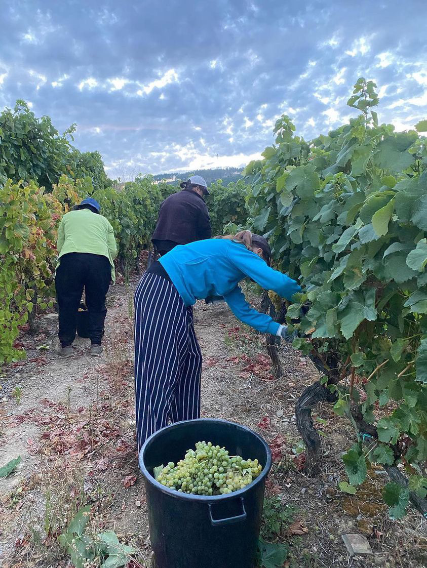 Apesar de virem mais cedo as vindimas trouxeram consigo mais e melhor produção