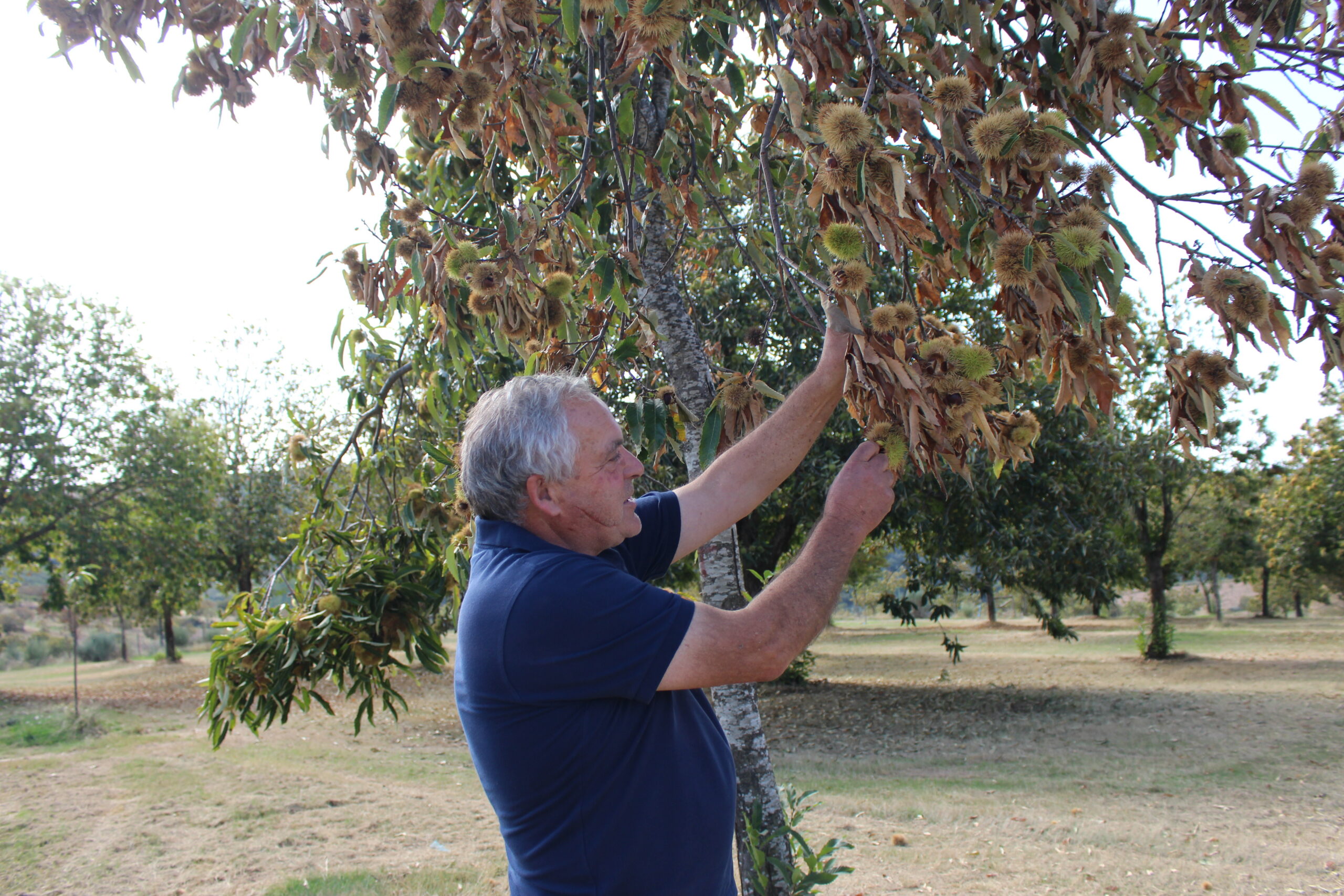 Calor fora de tempo e fungo deixam produtores de castanha em ataque de nervos