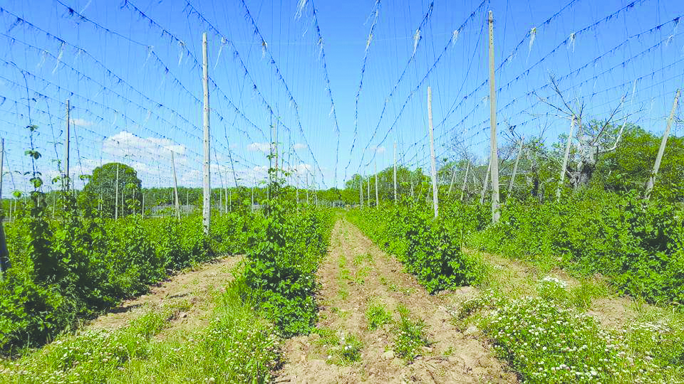Alterações climáticas não dão tréguas e fazem cair produção de lúpulo